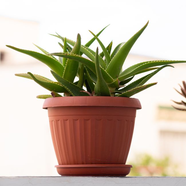 Hlavná ingrediencia: Aloe vera