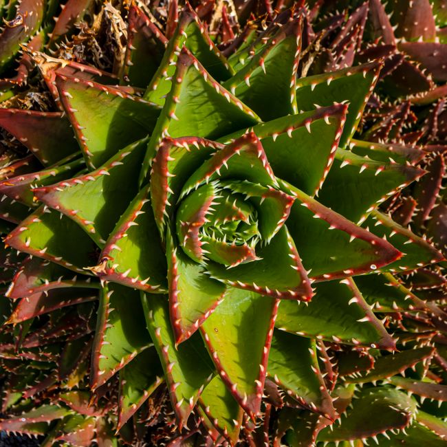 Balzam na ruky s aloe vera